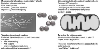 Microcirculation vs. Mitochondria—What to Target?